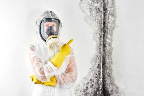 Best Mold removal after water damage  in USA